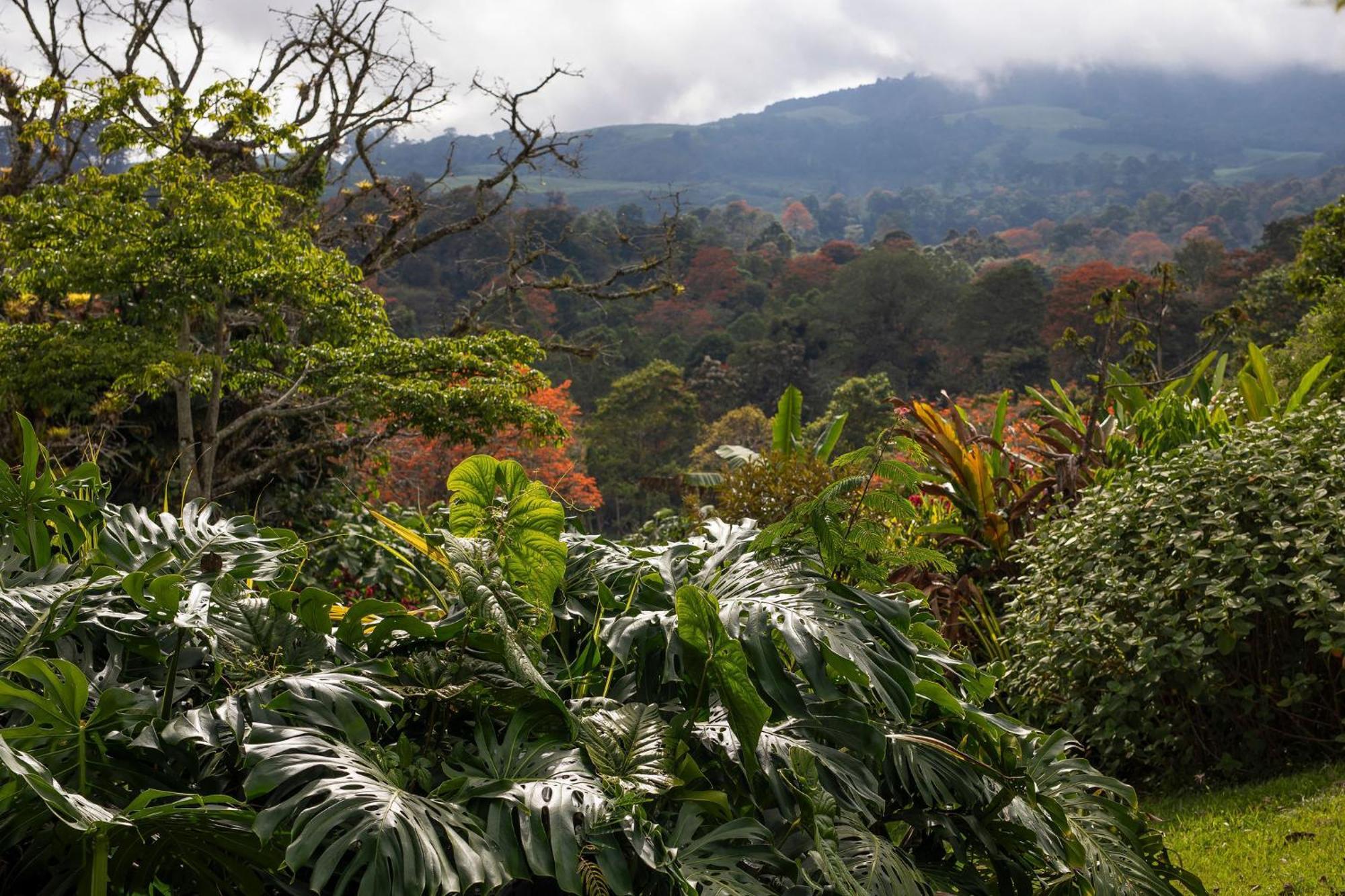 לינה וארוחת בוקר טוריאלבה Aquiares Coffee Farm Casa Hacienda La Esperanza מראה חיצוני תמונה